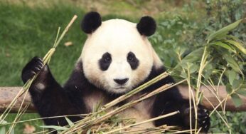 3 Fakta Menarik tentang Fu Bao, Panda yang Bikin Warga Korea Selatan Haru Saat Berpisah